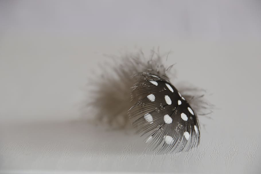 close-up photography of black and white polka-dot feather, elegance HD wallpaper