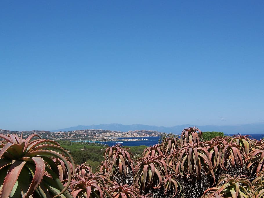 Caprera, Sea, Sardinia, blue, clear sky, agriculture, nature HD wallpaper