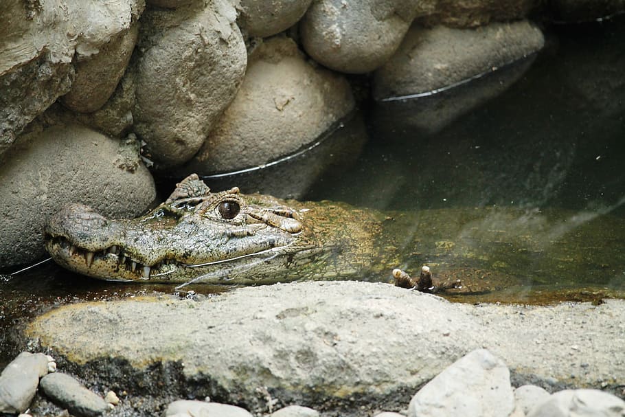 animal, reptile, cayman, lizard, crocodile, water animal, nature HD wallpaper