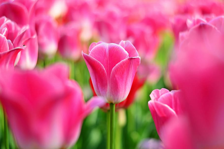 tulips, red, macro, vivid color, nature, close-up, turkey, spring HD wallpaper
