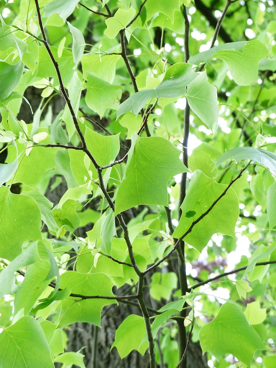 tulip tree, leaves, green, growth, spring, liriodendron tulipifera HD wallpaper