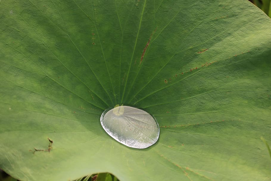 HD wallpaper: lily pad, water, pond, natural, nature, aquatic, floating