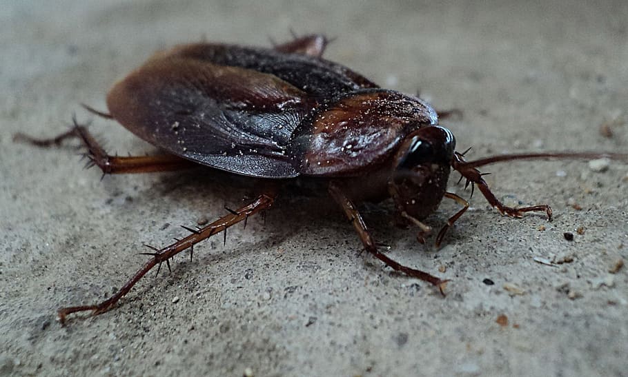closeup photography of black and brown cockroach on gray concrete pavement, HD wallpaper