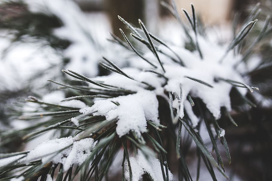 green leafed plant covered with snow, pine, tree, evergreen HD wallpaper