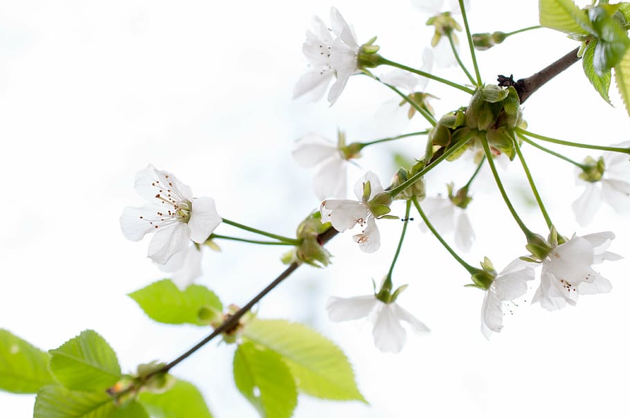 branch, nature, tree, spring, branches, tree branches, bud HD wallpaper