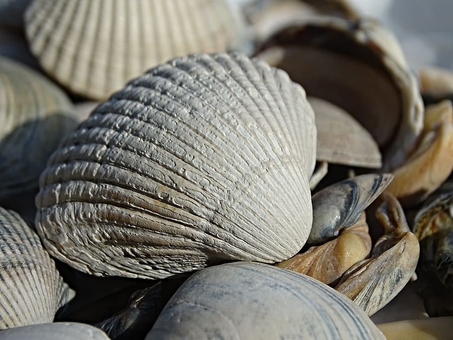 Cockle, Shells, Lime, Sea Animal, nature, seashell, sea animals HD wallpaper