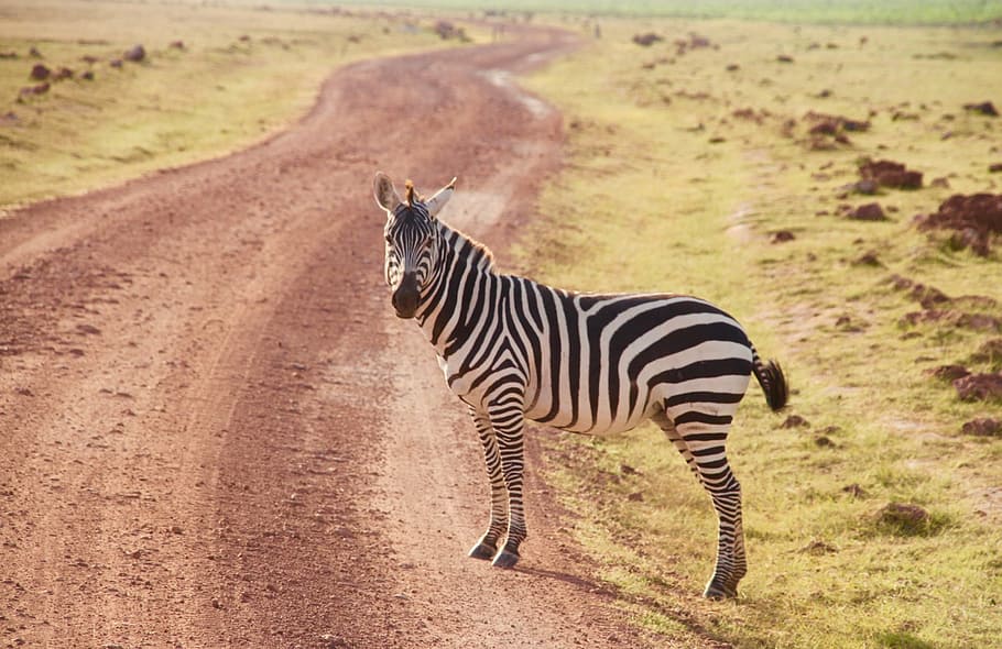 Zebra, Kenya, Amboseli, animals in the wild, striped, animal wildlife HD wallpaper
