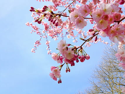 tree with white and pink flowers, sakura, cherry, spring, japanese HD wallpaper