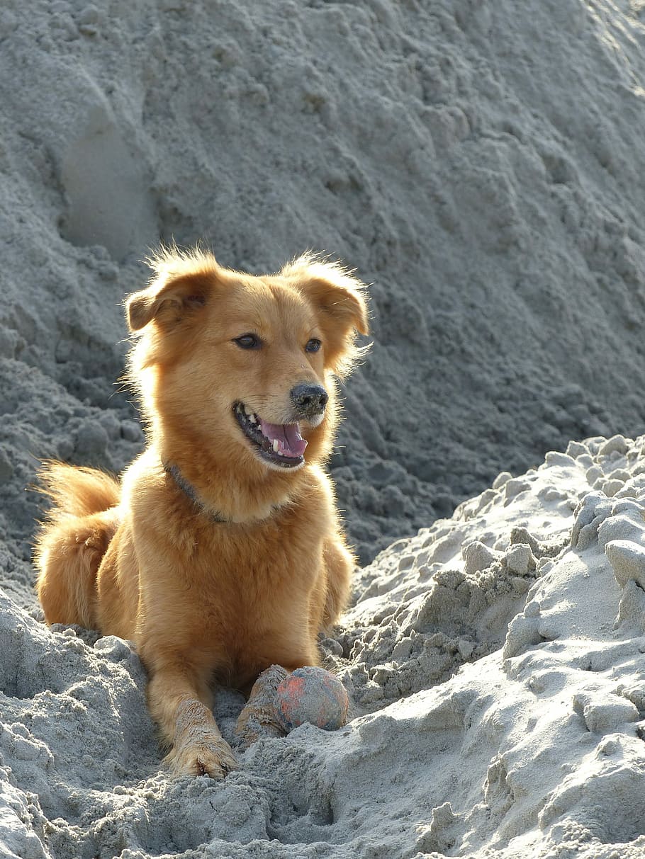 Dog, Sweet, Nice, Sand, Ball, Cute, bitch, crossing, brown HD wallpaper
