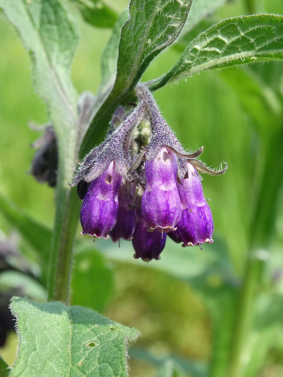 Flower, Violet, Ringtone, Lungwort, little flowers, nature HD wallpaper