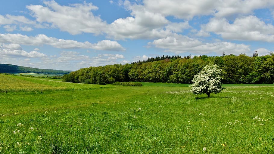 tree, forest, clouds, hiking, landscape, sky, scenic, nature HD wallpaper