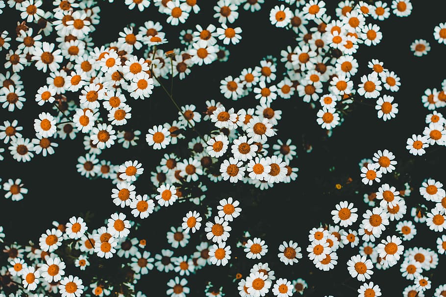 white and yellow daisies, white daisy flowers, little, minimal, HD wallpaper