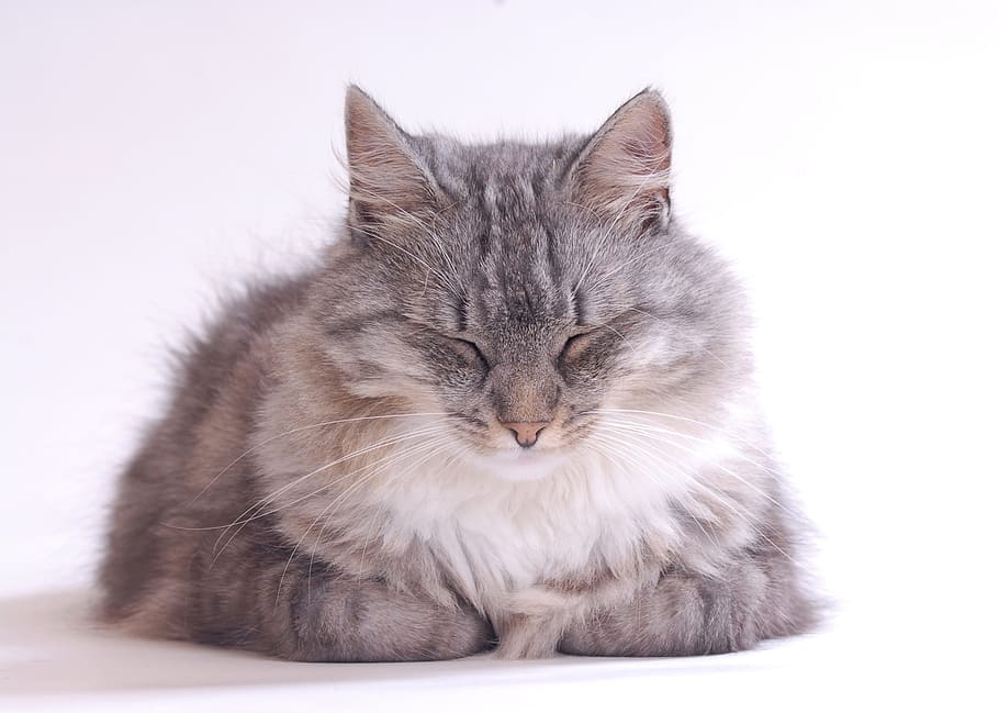 reclining cat against white background, long-haired cat, grey fur HD wallpaper