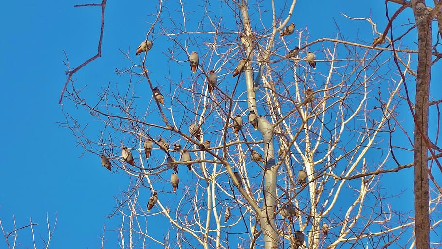leafless tree, birds, spring, sky, flight, fly, conifer, hardwood HD wallpaper