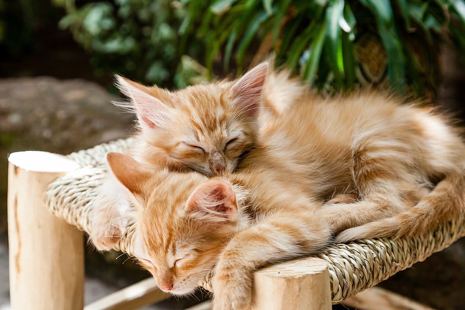 two orange tabby kittens on brown surface, pets, sleeping, cats HD wallpaper