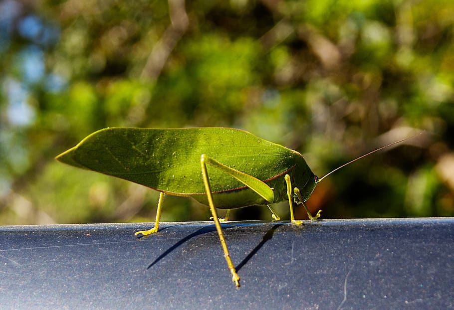 katydid, insect, animal themes, invertebrate, animal wildlife HD wallpaper