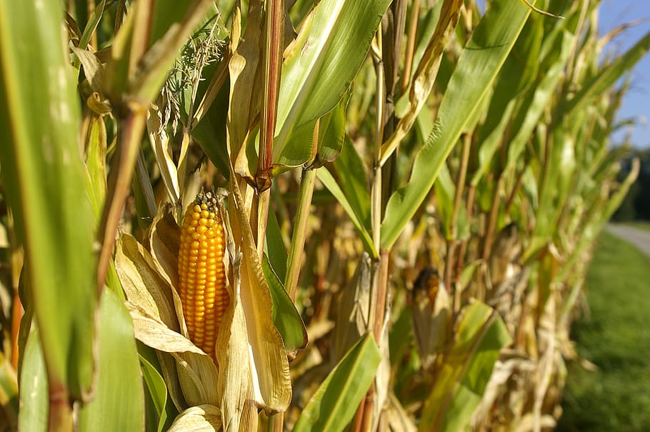 cornfield, piston, nature, summer, cereals, green, yellow, plant HD wallpaper