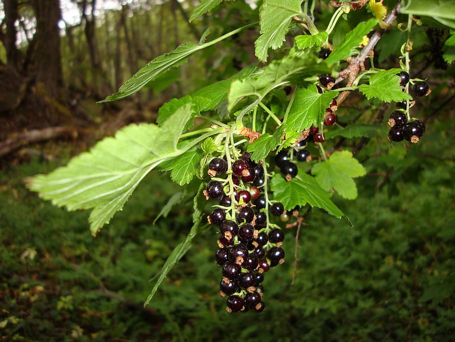 cascada, berries, forest, fruit, leaves, plant, twig, branch HD wallpaper