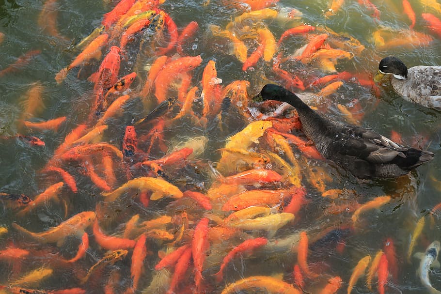 koi fish, pond, water, carp, japanese, fortune, luck, aquatic HD wallpaper