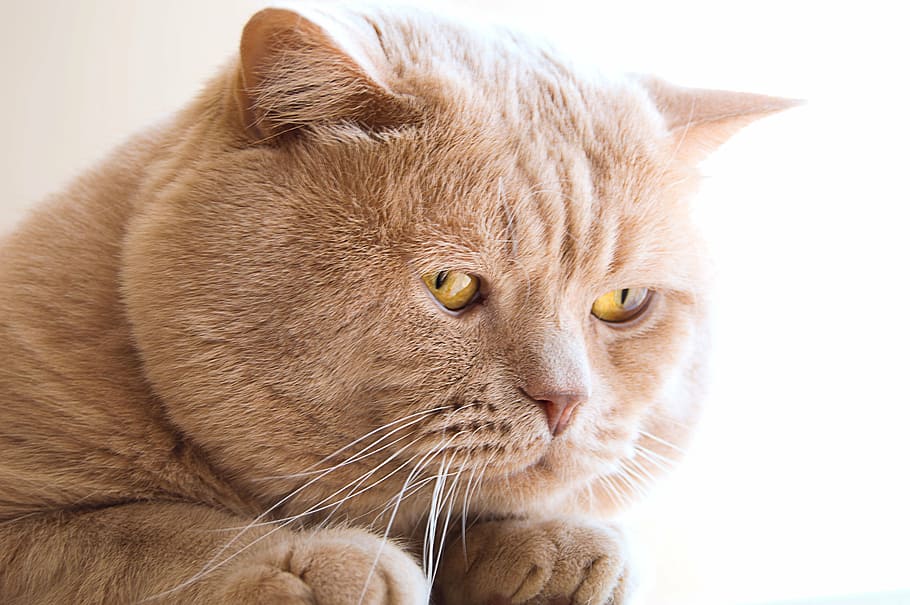british, cat, beautiful, plush, domestic Cat, pets, animal HD wallpaper