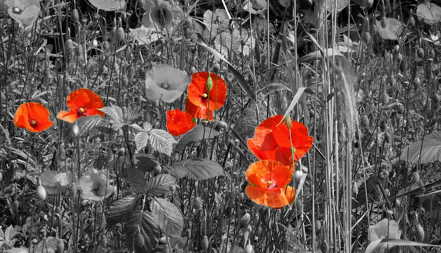 poppy, field of poppies, klatschmohn, red poppy, thriving mohnfeld, HD wallpaper