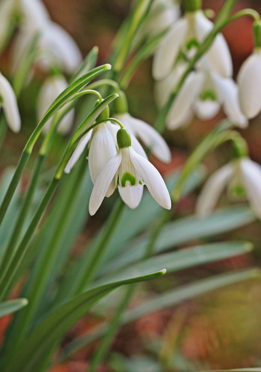snowdrop, spring, flower, flower closeup, nature, signs of spring HD wallpaper