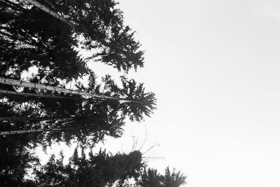 scenery of trees, life, beauty, nature, landscape, earth, wild HD wallpaper