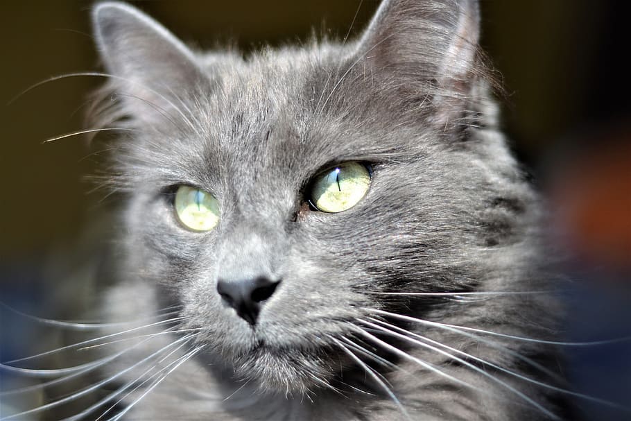 cats, animals, pets, kitten, domestic, cat eyes, animal themes HD wallpaper