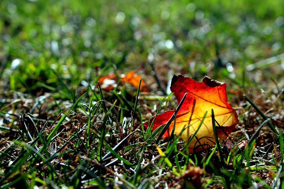 leaves, leaf, fall, nature, green, plant, tree, foliage, summer HD wallpaper