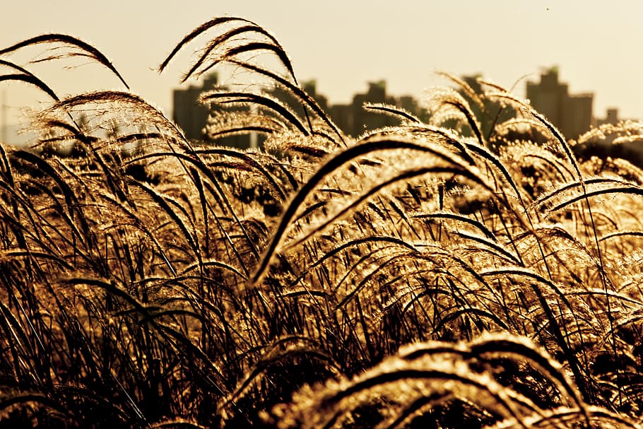 taehwa, reed, sunset, plant, agriculture, close-up, nature HD wallpaper