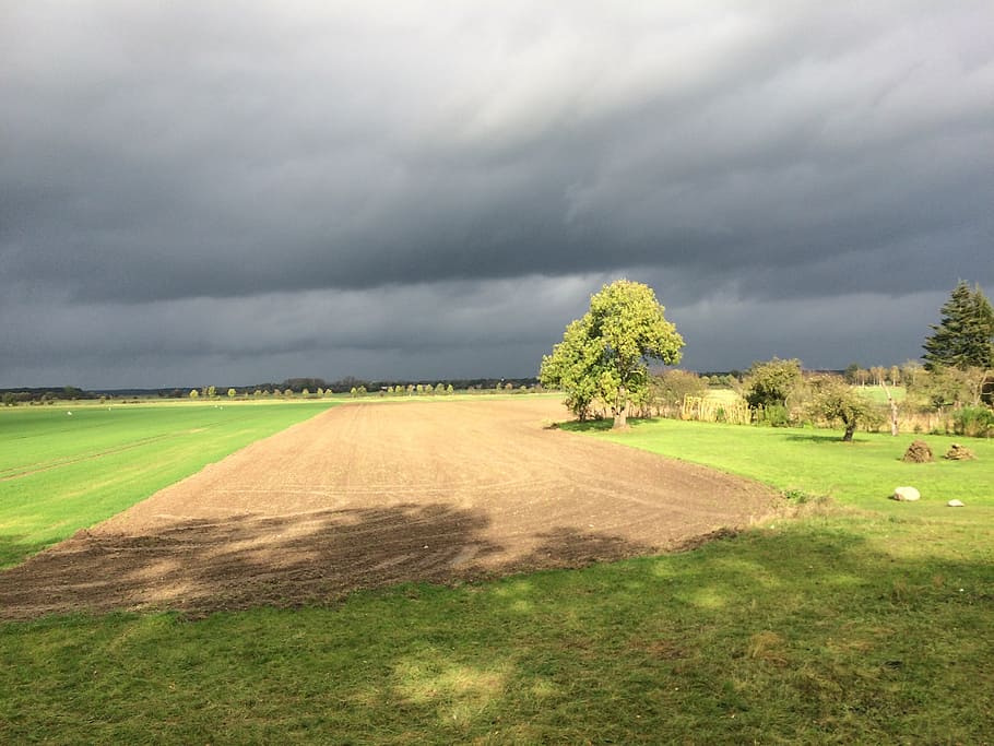 clouds, tree, field, sky, nature, landscape, landscapes, covered sky HD wallpaper