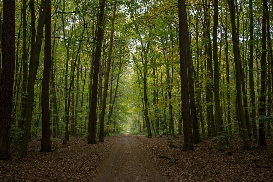 green forest, autumn, forest path, beech wood, mood, nature HD wallpaper