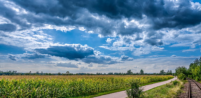 photography of green grass field during day time, cornfield HD wallpaper