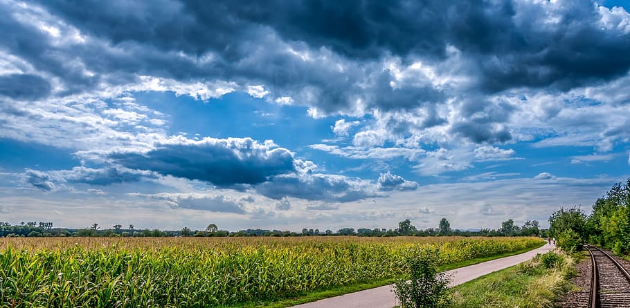 photography of green grass field during day time, cornfield HD wallpaper