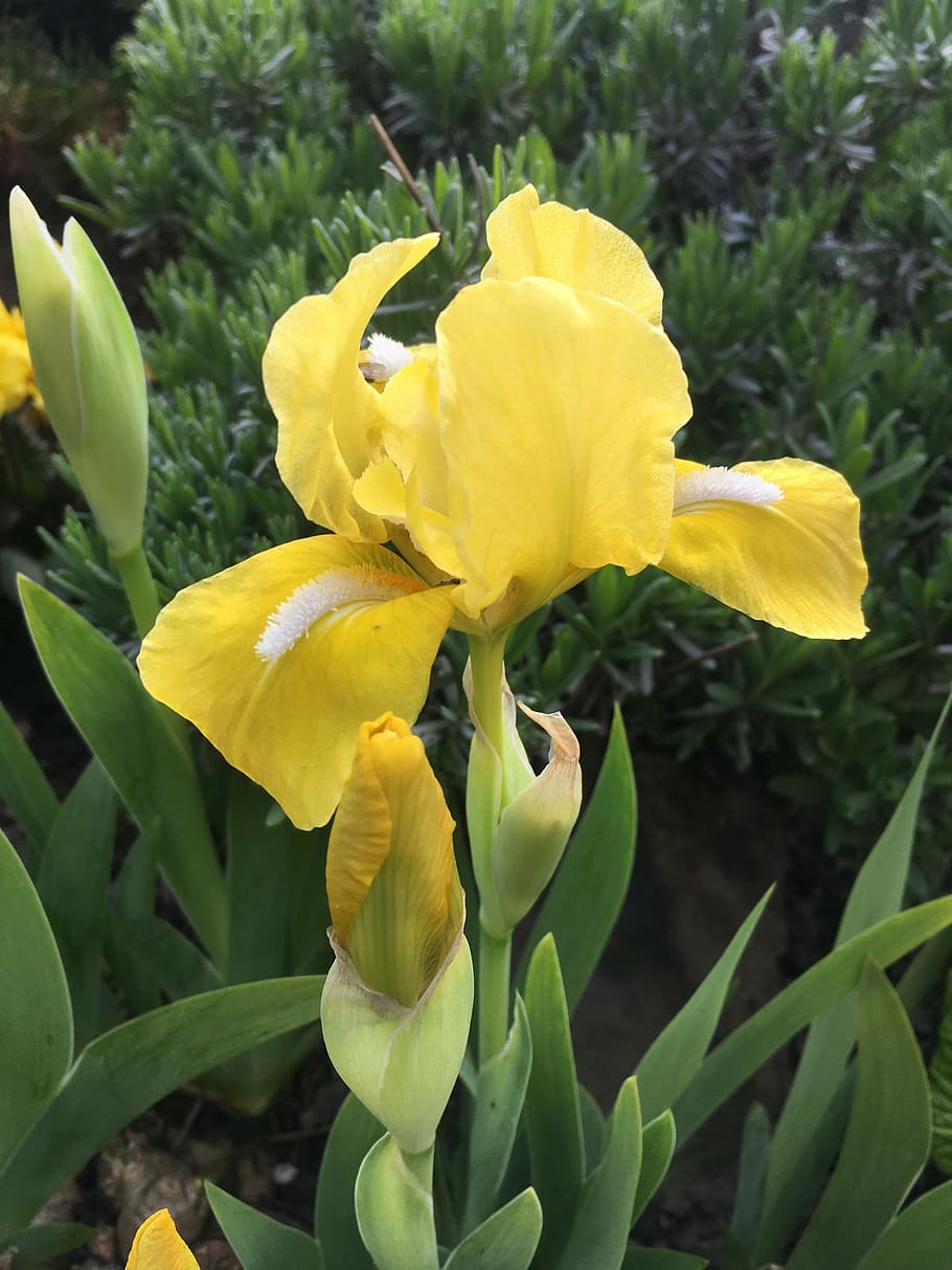 iris, flower, yellow, plant, flowering, yellow flower, nature HD wallpaper