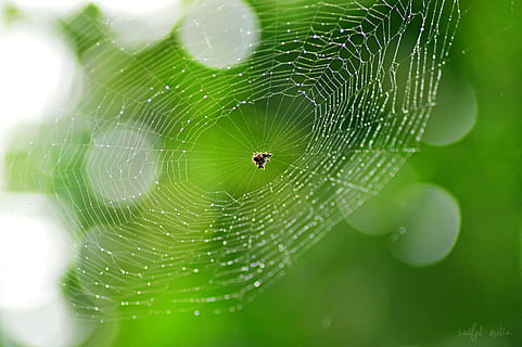 Spider Web, Nature, green, droplets, insect, arachnid, spooky HD wallpaper