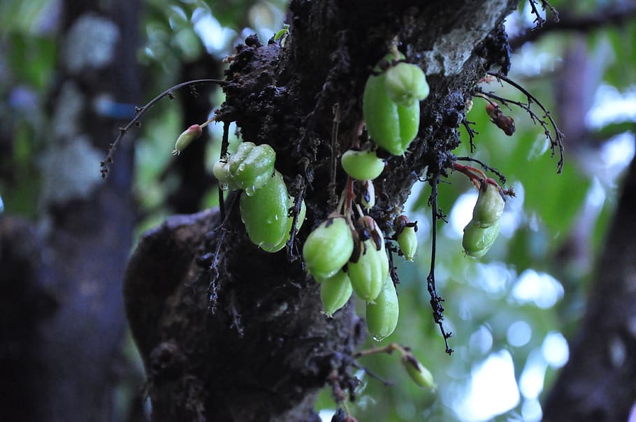 fruit, carambola, star, starfruit, tree, green, nature, delicious, HD wallpaper