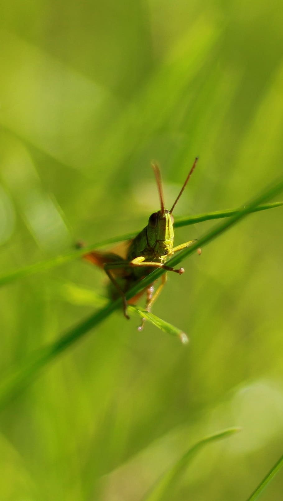 green, grasshopper, close, insect, macro, animal, viridissima HD wallpaper