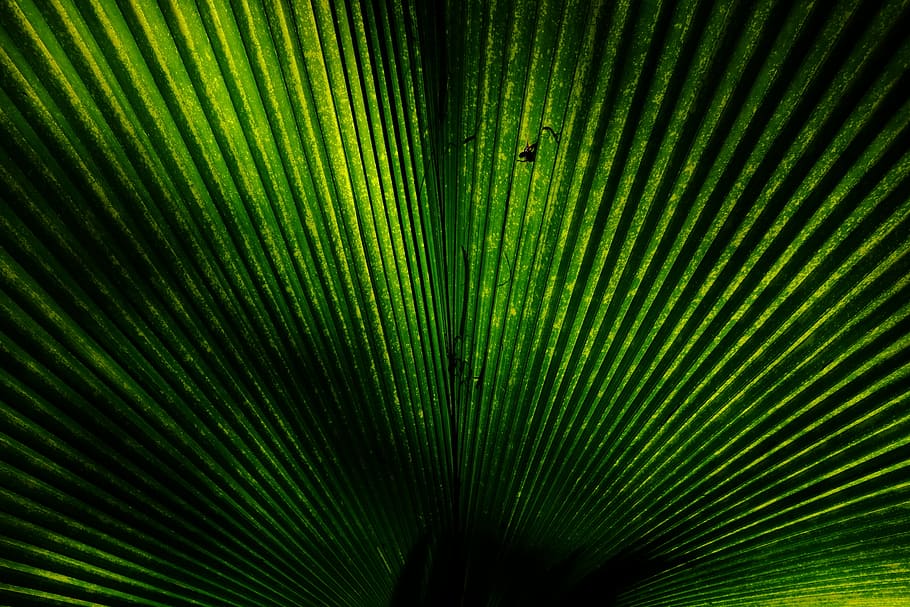 green fan palm leaf, tunnel with green lights, foliage, background HD wallpaper