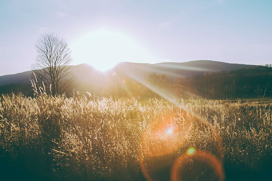 silhouette photo of grass field, brown grasses with silhouette mountains background HD wallpaper