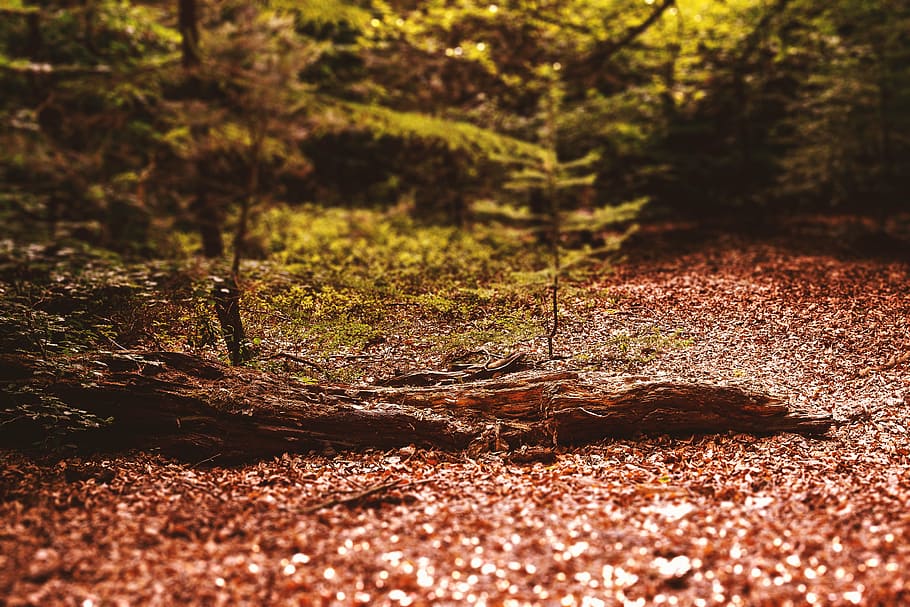 forest, color, nature, trees, land, plant, tranquility, day HD wallpaper