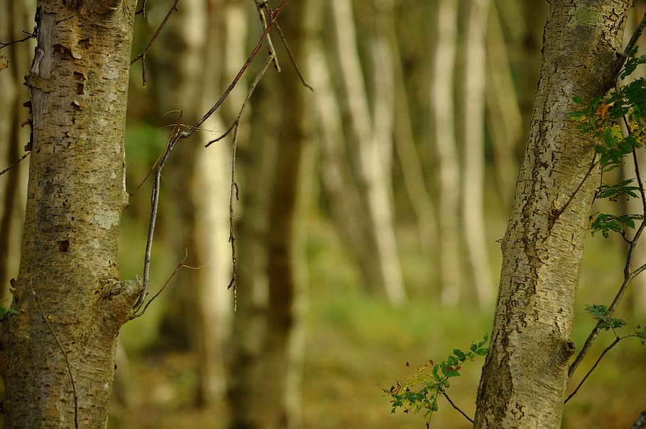 trees, birch, autumn, tree trunk, plant, focus on foreground HD wallpaper