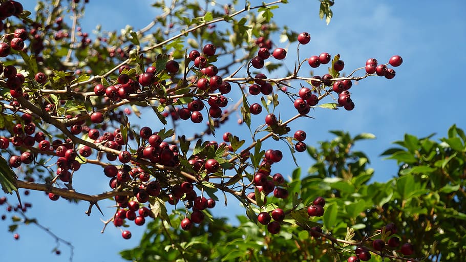 berries, sky, trees, scenery, natural, nature, fruit, food and drink HD wallpaper