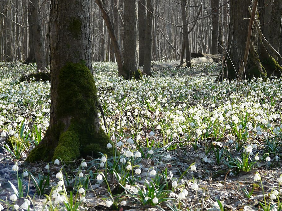 white petaled flower field on forest at daytime, snowflake HD wallpaper