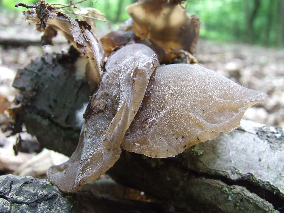 mushroom, forest, nature, judas's ear fungus, close-up, growth, HD wallpaper