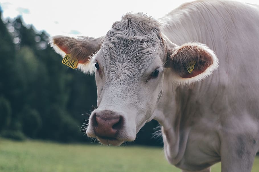 cow, cattle, calf, grass, animal, tree, plant, nature, domestic animals HD wallpaper