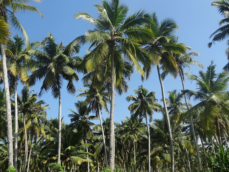 HD wallpaper: coconut tree, plantation, nature, landscape, agriculture,  blue | Wallpaper Flare