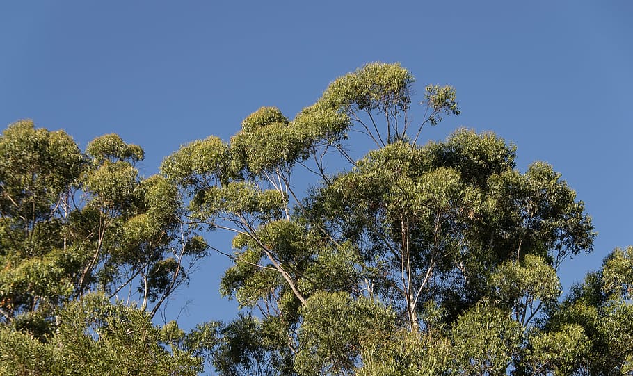 gum trees, eucalypts, green, native, subtropical, blue sky HD wallpaper