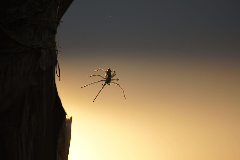 nature, insects, spider, quindio, animal themes, invertebrate HD wallpaper