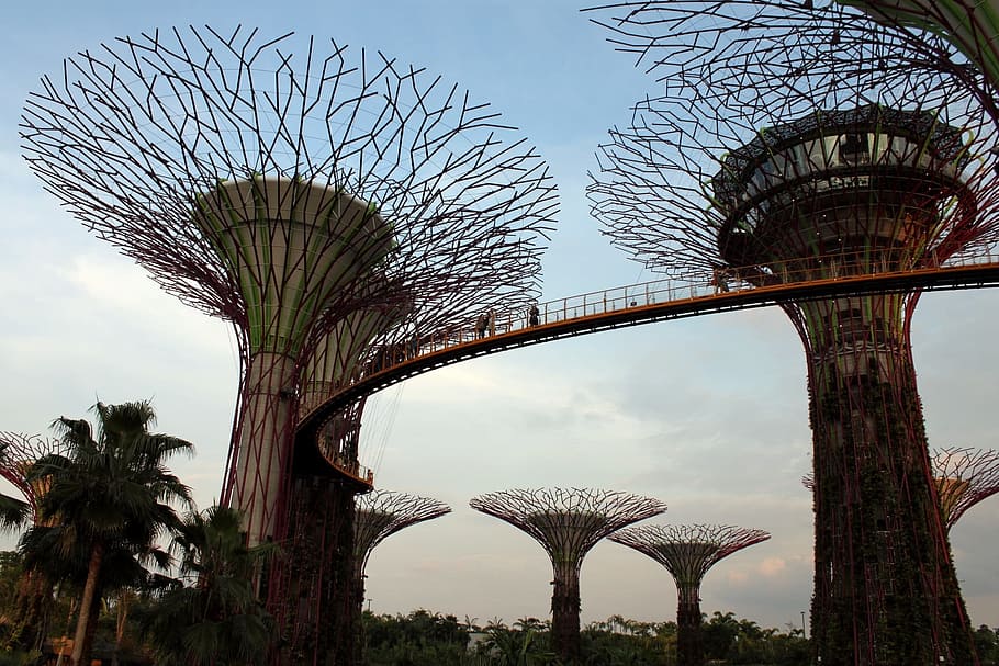 Singapore, Tree, Night, Landmark, sky, park, asia, modern, trees HD wallpaper